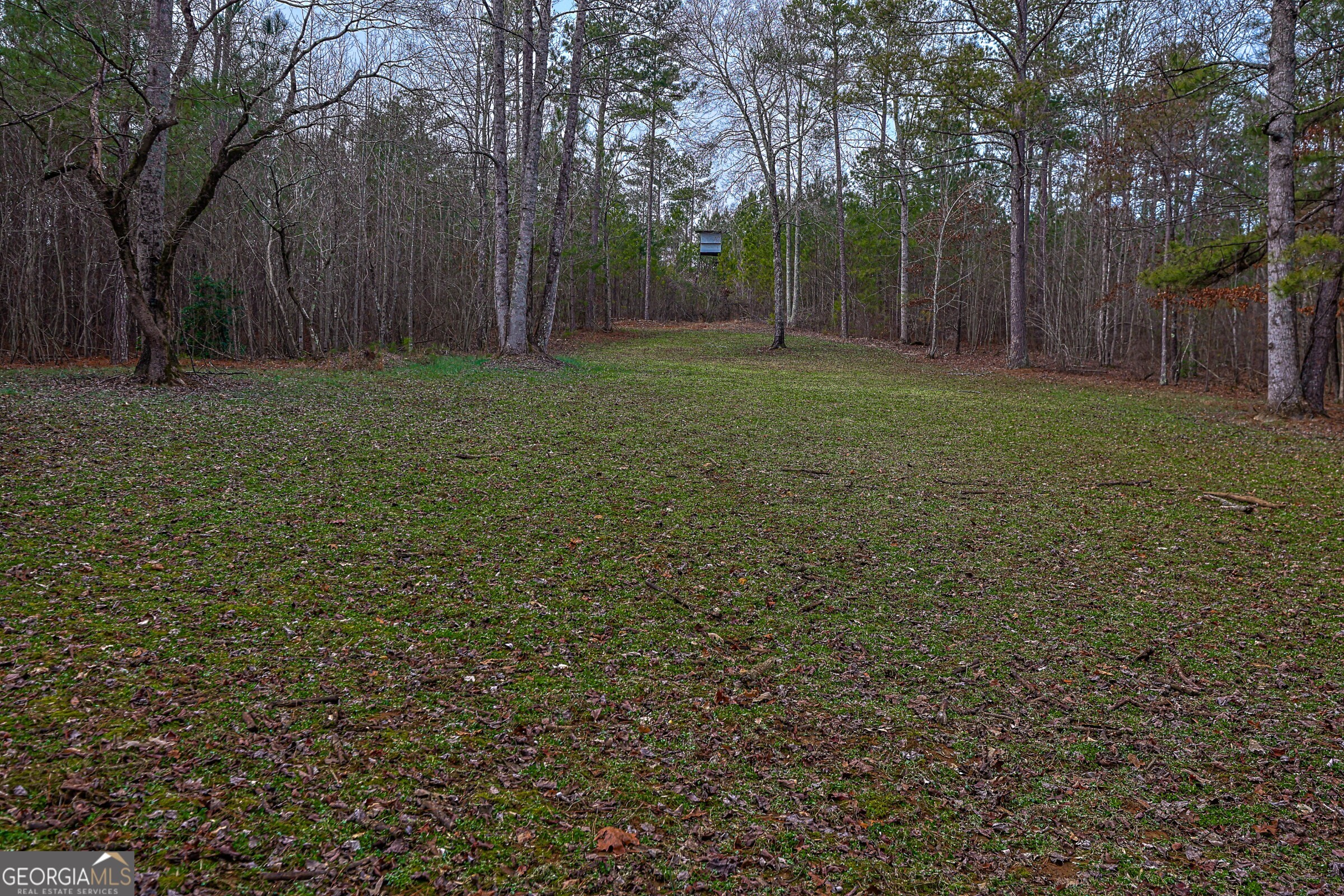 0 Trout Farm Road Talking Rock, GA 30175 - Photo 11 of 43 a view of a yard with large trees