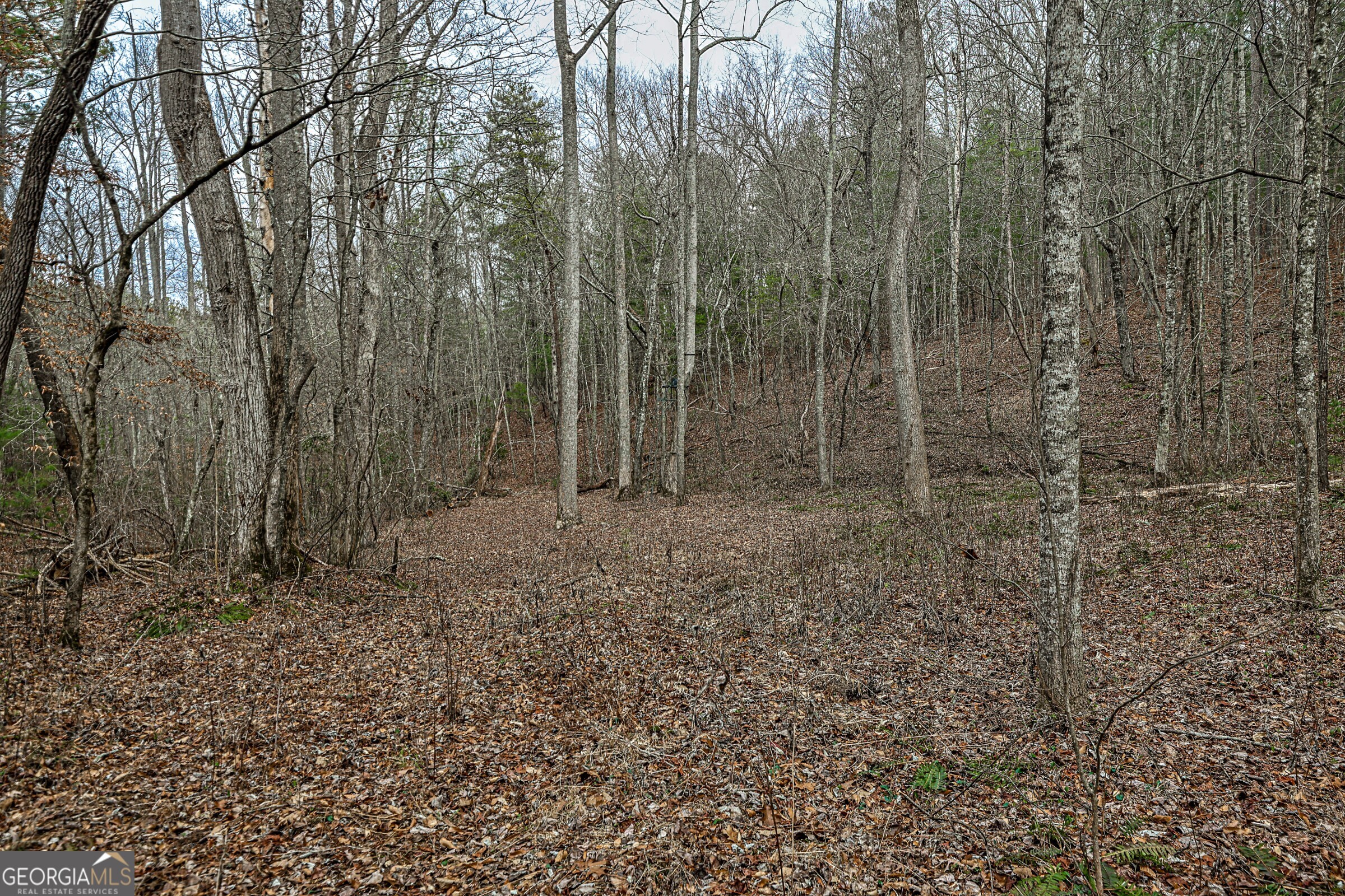 0 Trout Farm Road Talking Rock, GA 30175 - Photo 12 of 43 a view of a forest with trees in the background