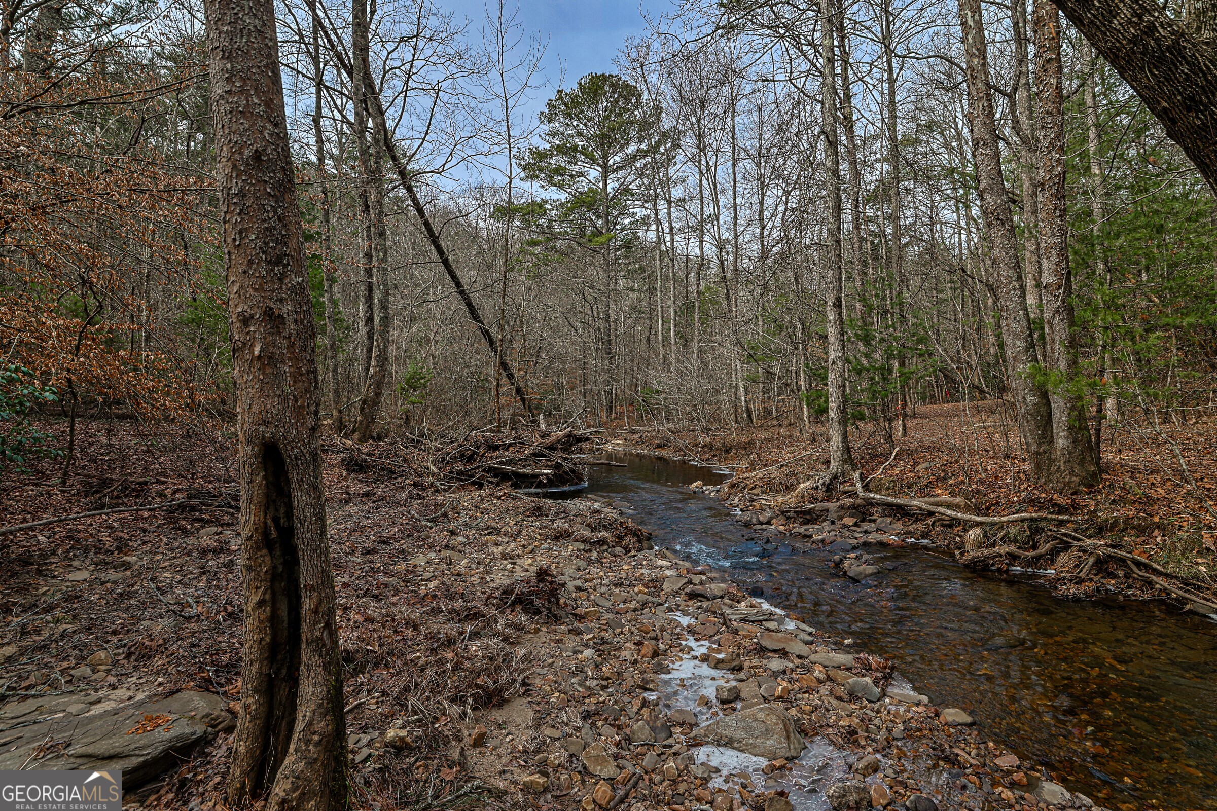 0 Trout Farm Road Talking Rock, GA 30175 - Photo 15 of 43 a view of a forest filled with trees