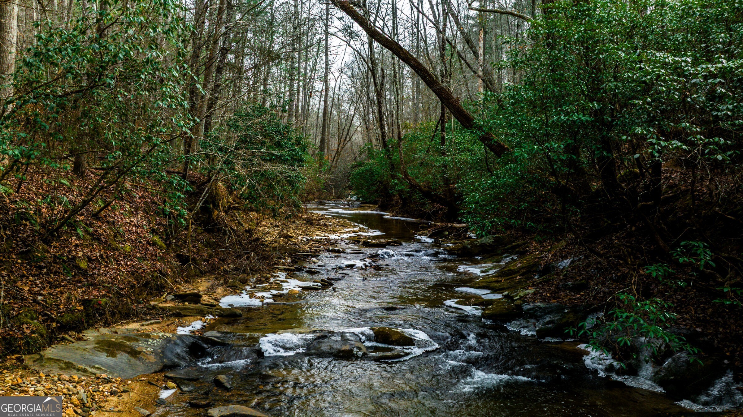 0 Trout Farm Road Talking Rock, GA 30175 - Photo 18 of 43 a view of a forest with lots of trees