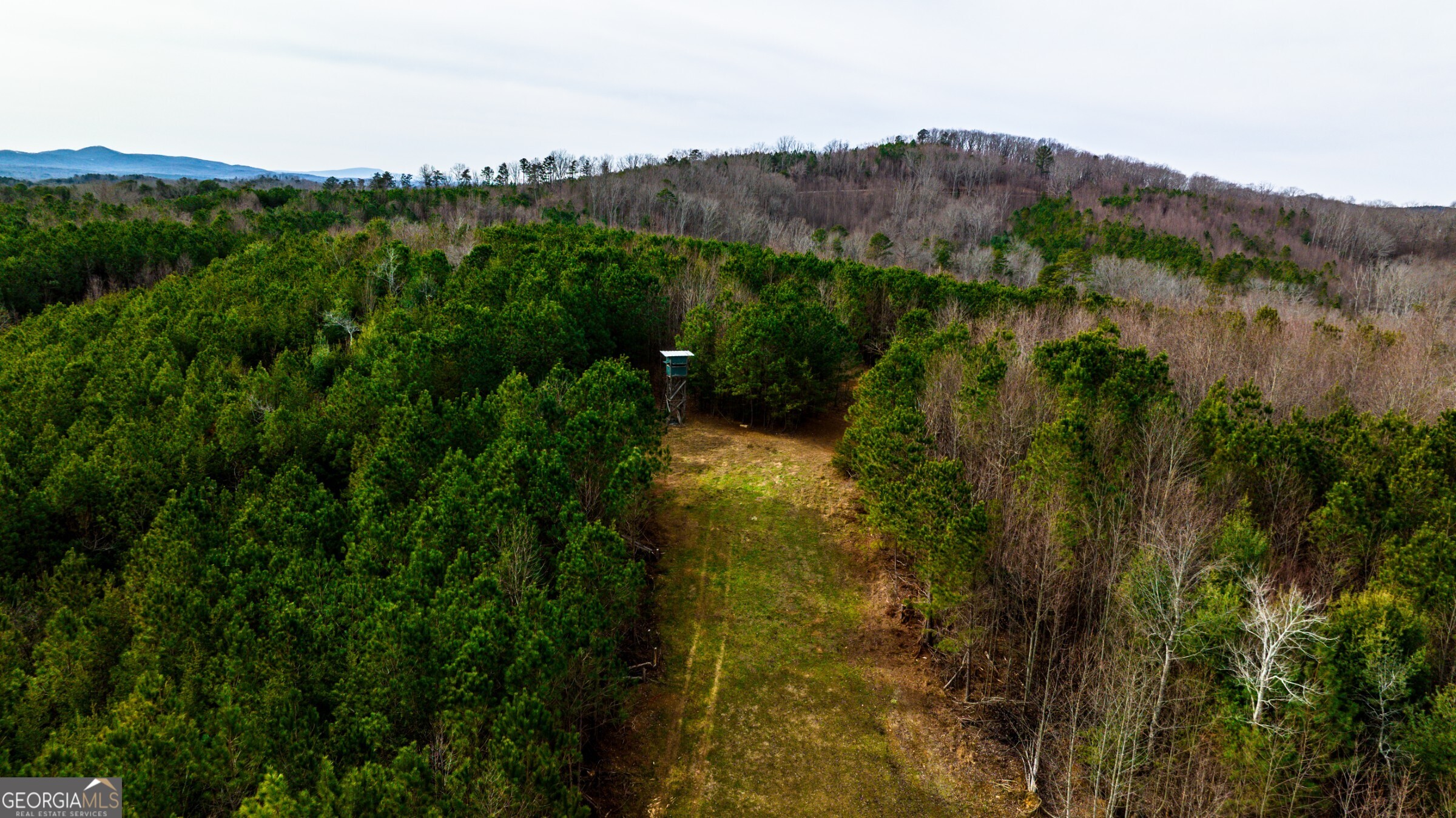 0 Trout Farm Road Talking Rock, GA 30175 - Photo 19 of 43 a view of a lush green forest with trees in the background