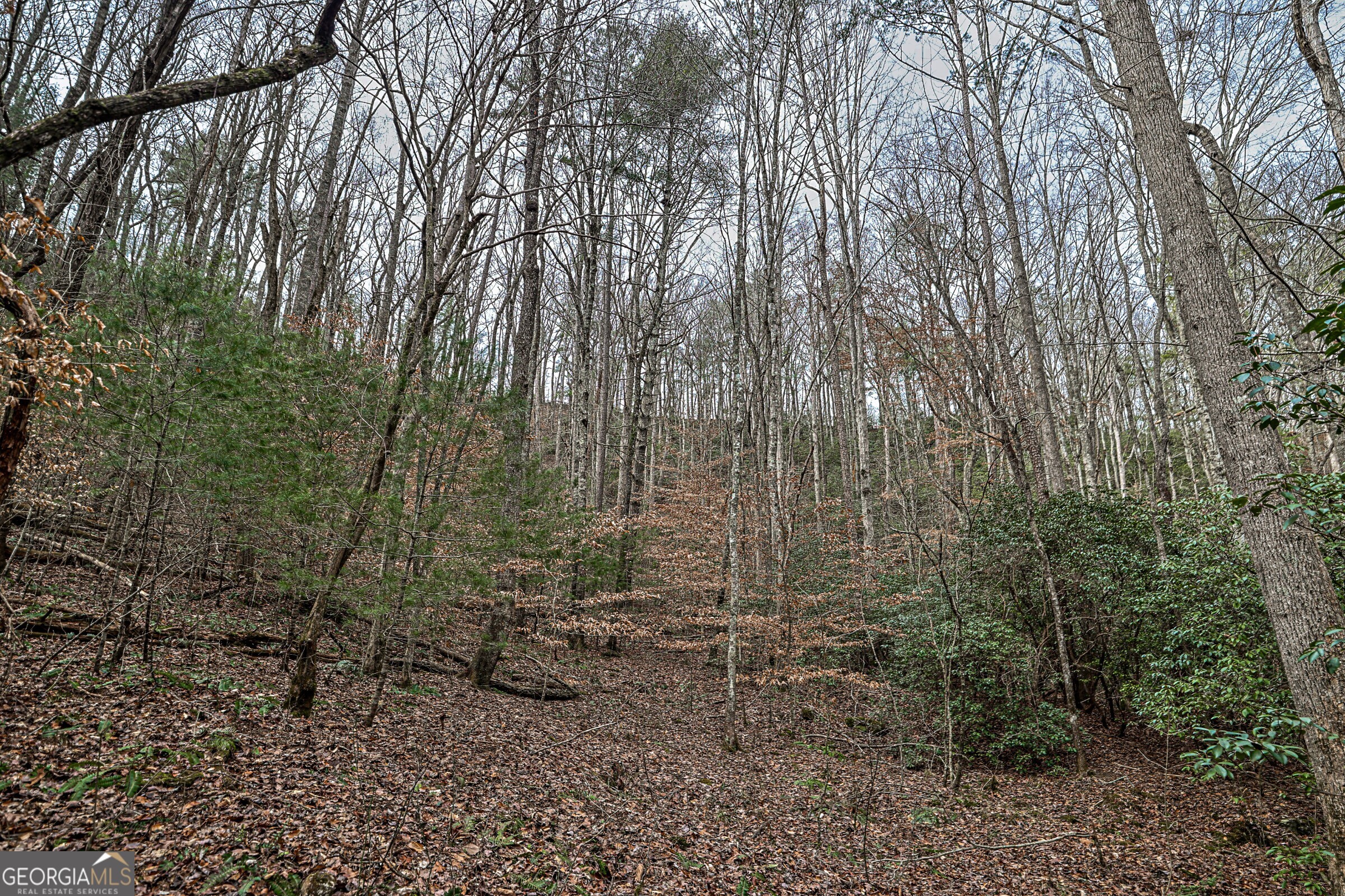 0 Trout Farm Road Talking Rock, GA 30175 - Photo 28 of 43 a view of a yard with lots of trees