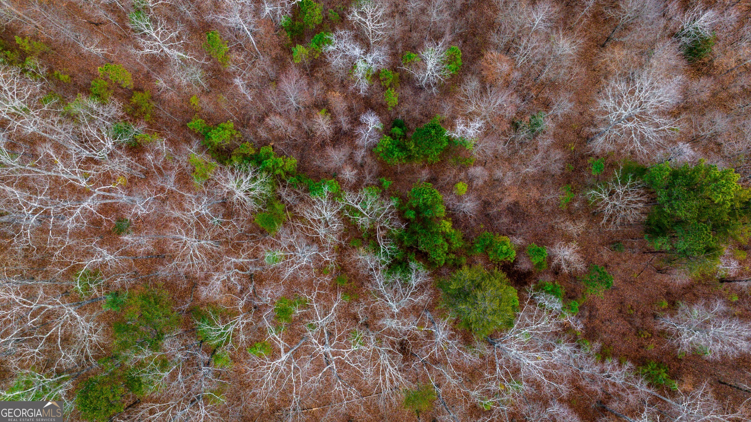 0 Trout Farm Road Talking Rock, GA 30175 - Photo 34 of 43 a backyard of a house with lots of plants and trees