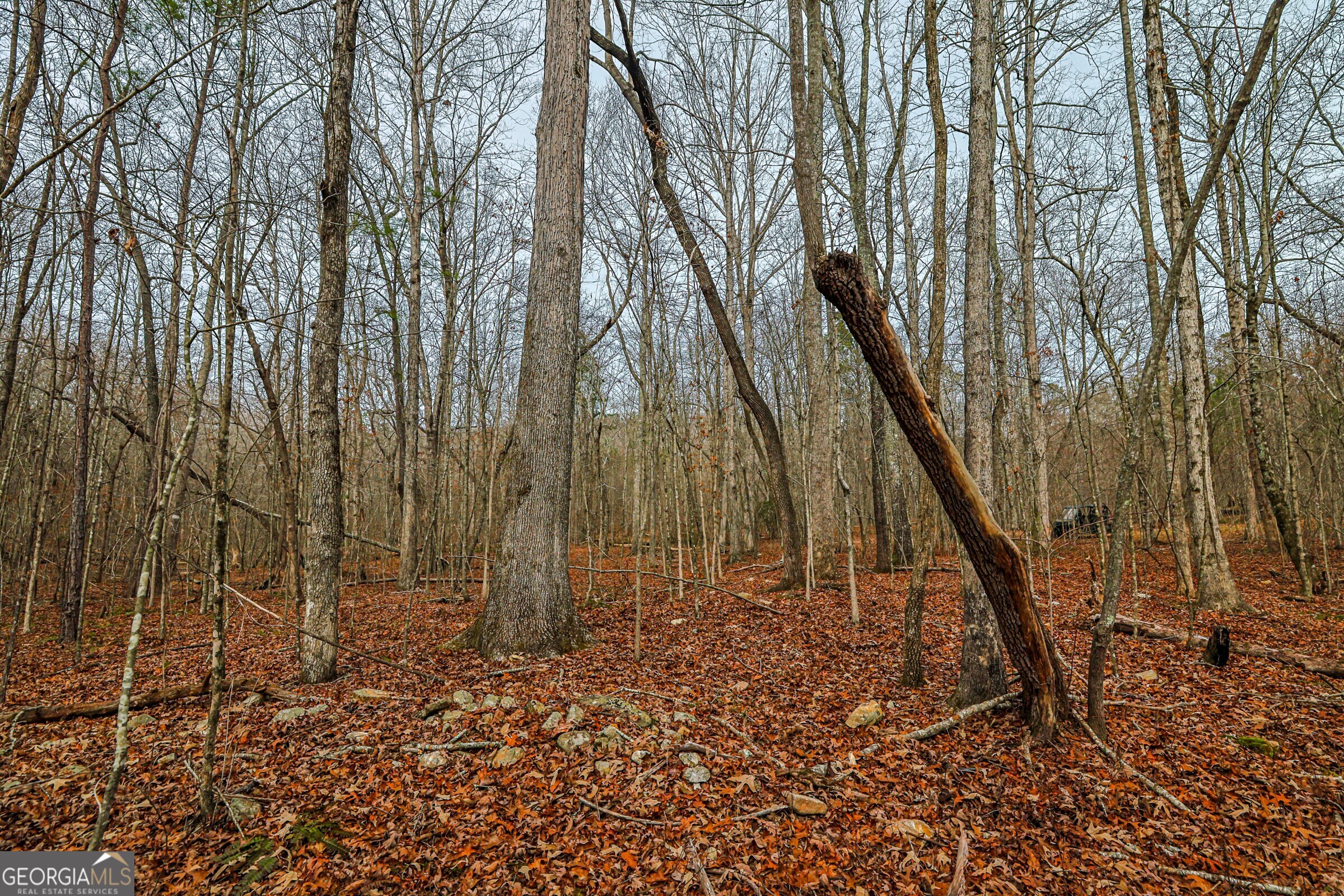 0 Trout Farm Road Talking Rock, GA 30175 - Photo 39 of 43 a view of trees and covered with trees