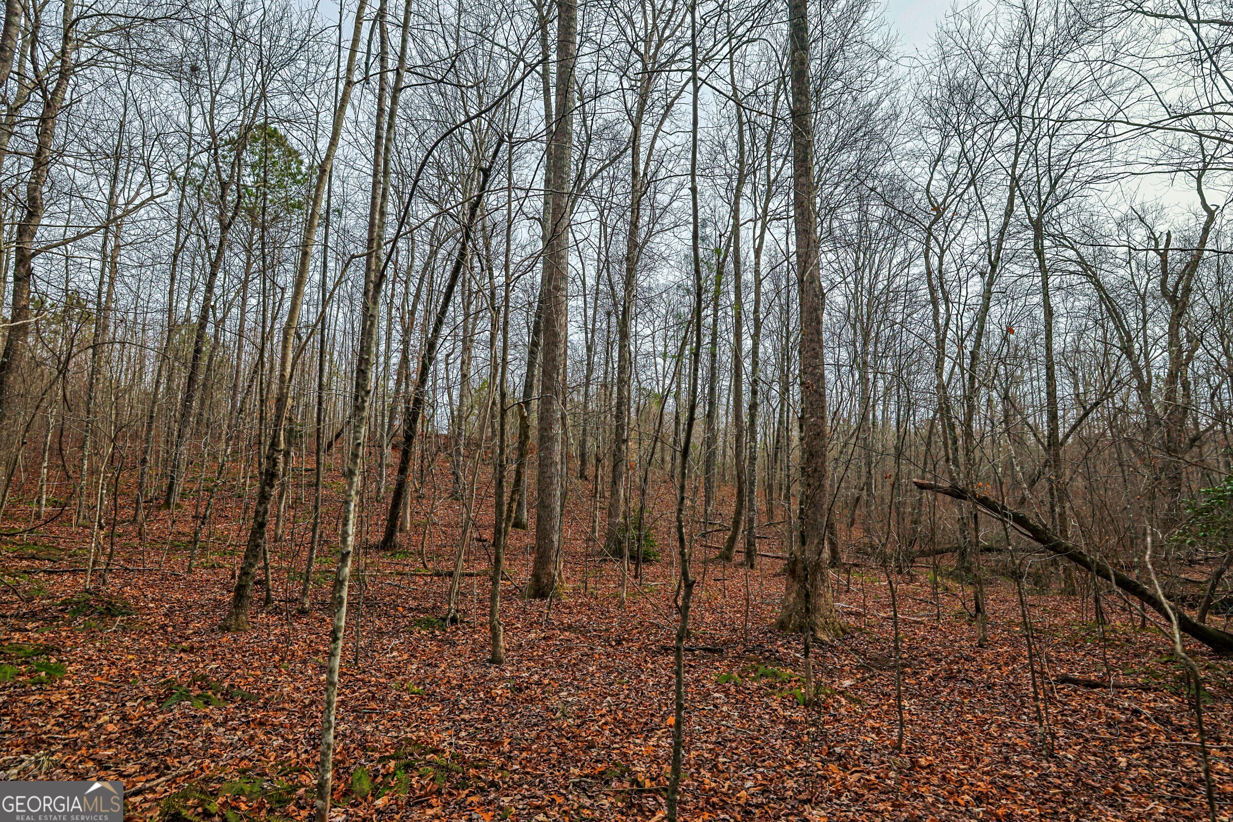 0 Trout Farm Road Talking Rock, GA 30175 - Photo 10 of 43 a backyard of a house with lots of plants and large trees