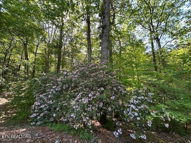 151 Gold Miners Road Tellico Plains, TN 37385 - Photo 53 of 58 Gallery Image 53