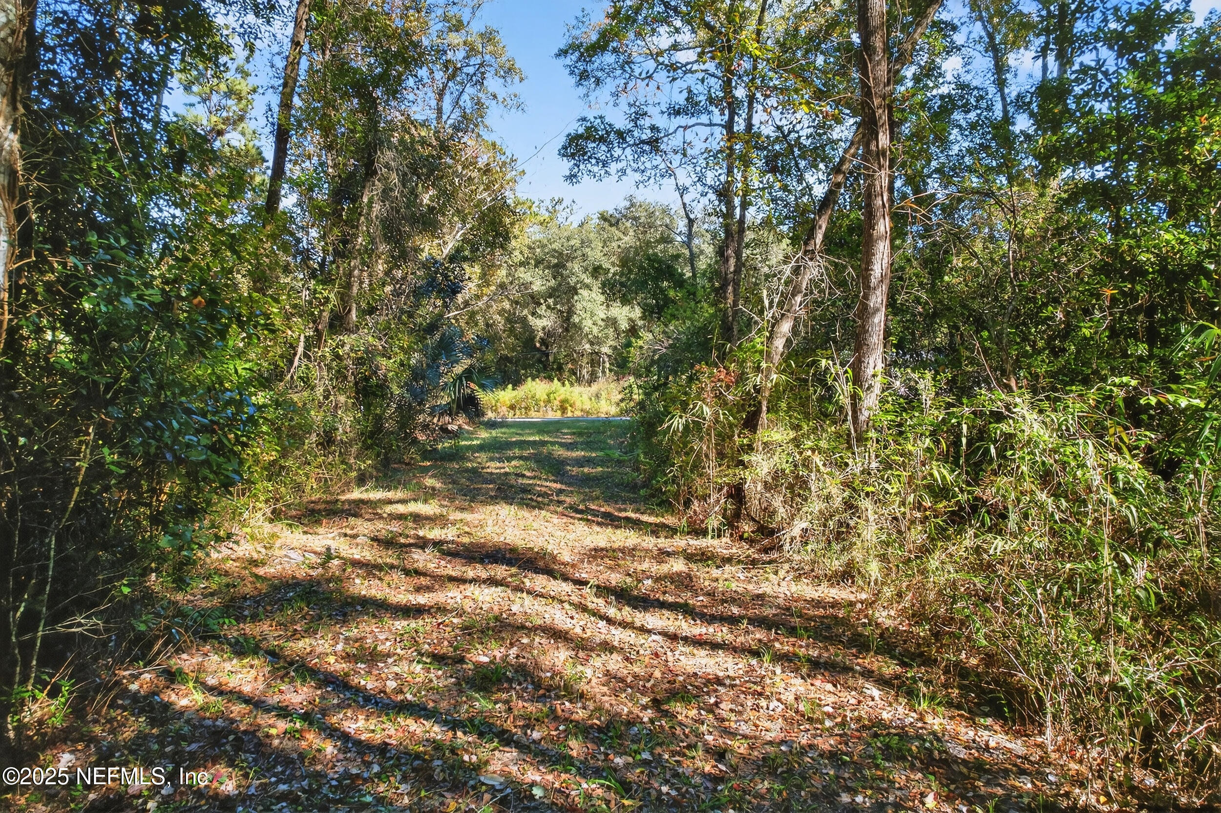 16082 Ressie Drive West Jacksonville, FL 32218 - Photo 2 of 7 a view of tree covered with tall trees