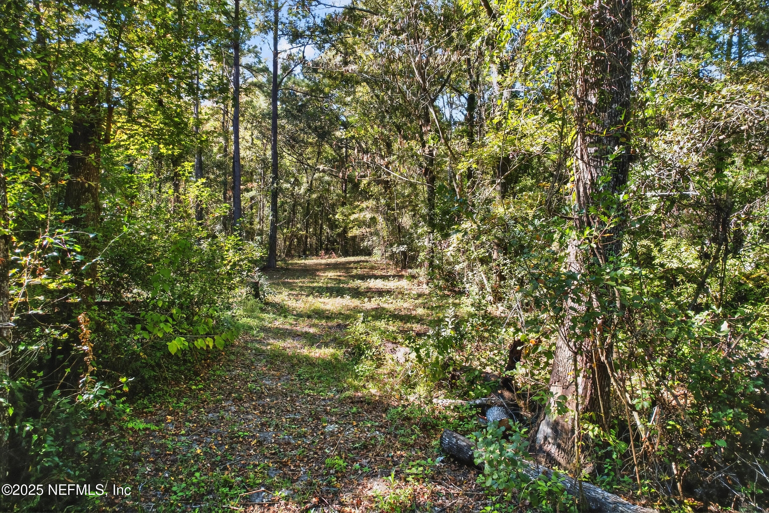 16082 Ressie Drive West Jacksonville, FL 32218 - Photo 3 of 7 a view of outdoor space and trees