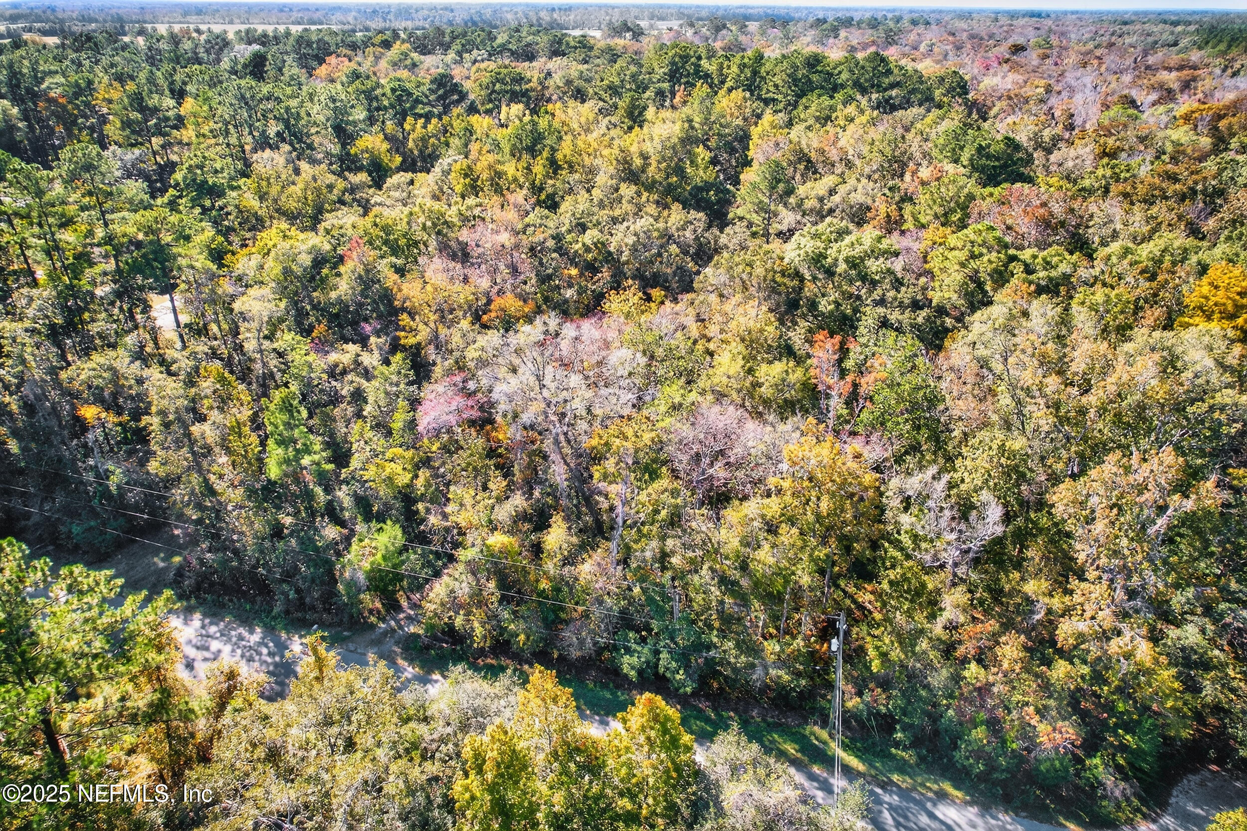 16082 Ressie Drive West Jacksonville, FL 32218 - Photo 7 of 7 a view of a yard with large trees