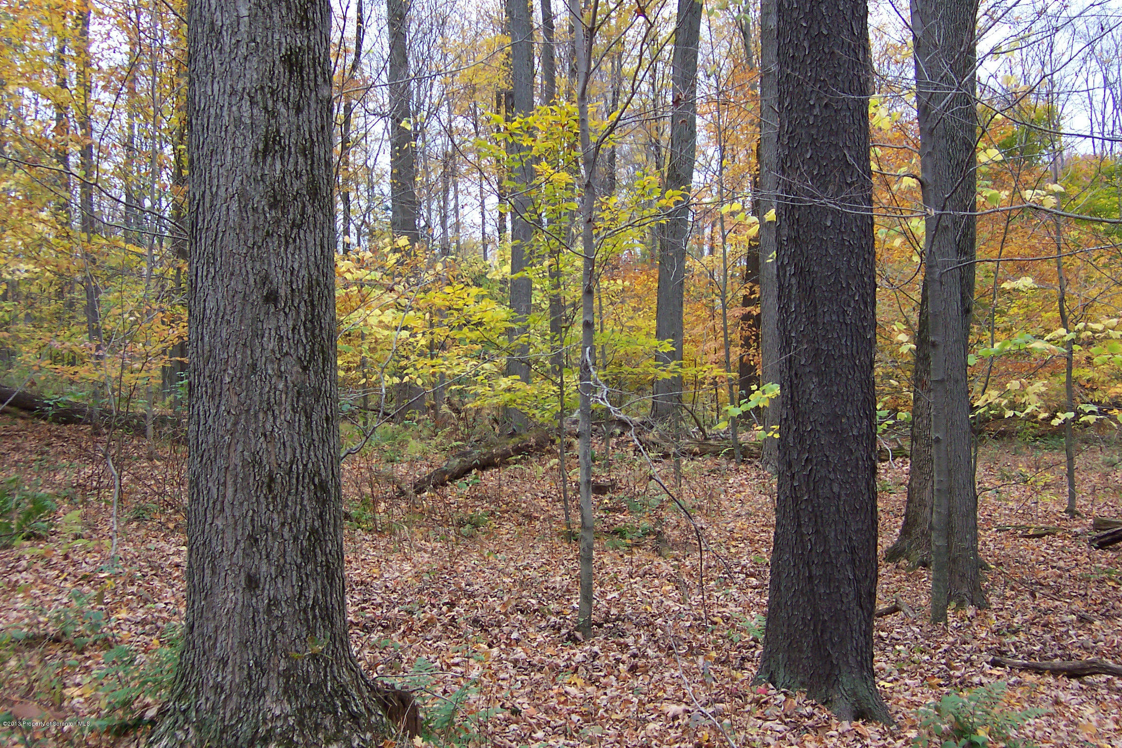 0 Stone Bridge Road Union Dale, PA 18470 - Photo 10 of 13 a view of a yard with plants and trees