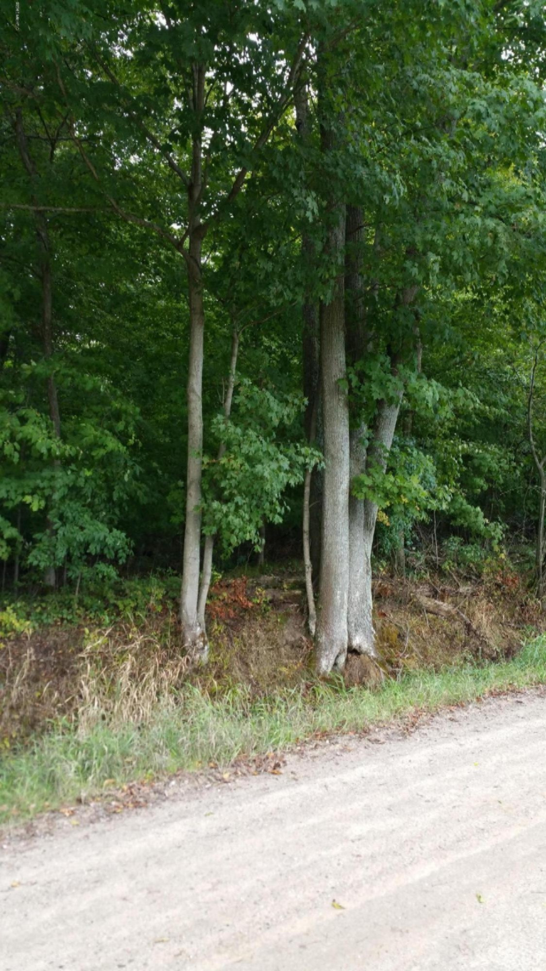 Sparks Road Belding, MI 48809 - Photo 1 of 6 2015-09-12 10.21.25