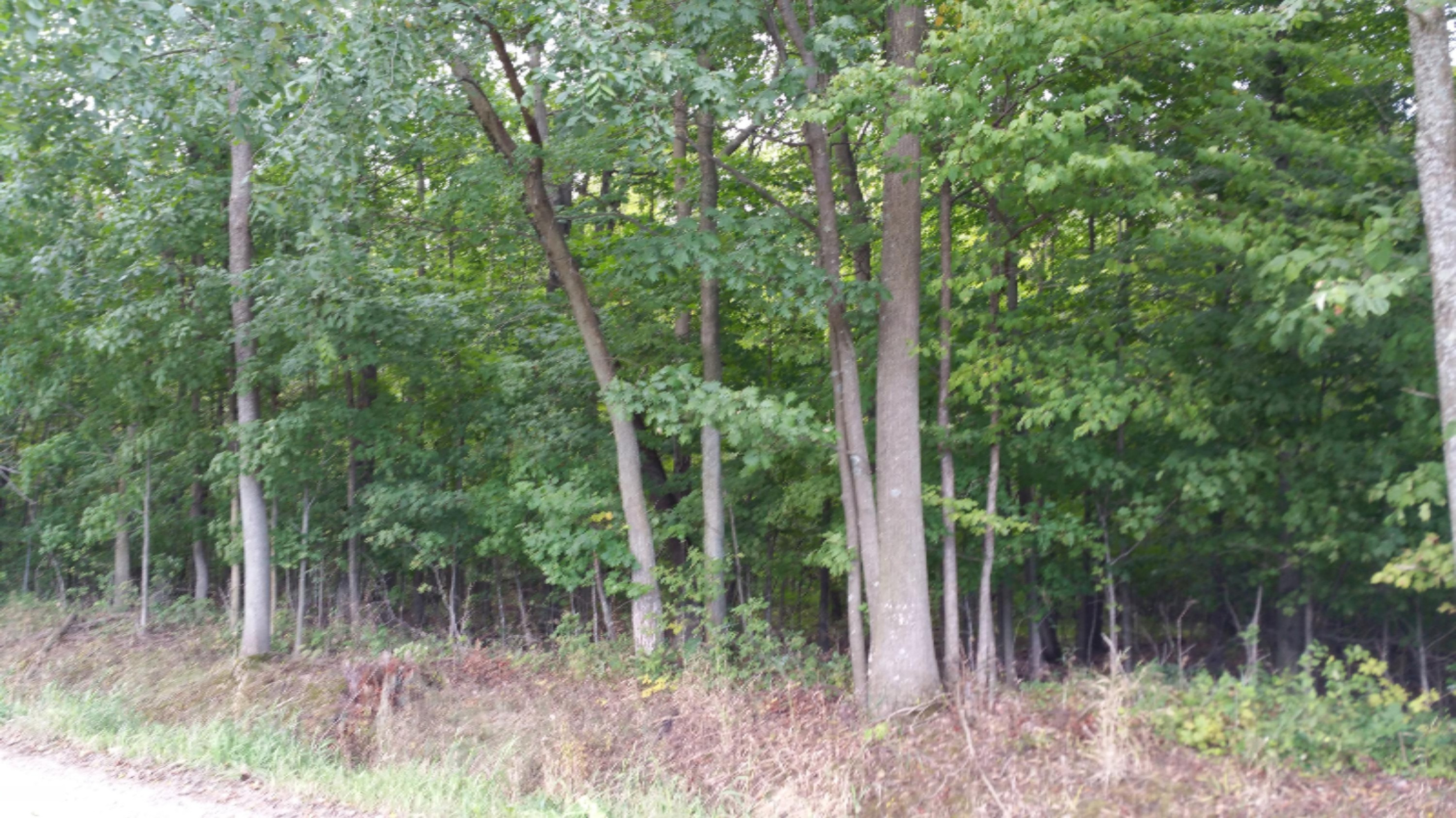 Sparks Road Belding, MI 48809 - Photo 4 of 6 2015-09-12 10.21.33