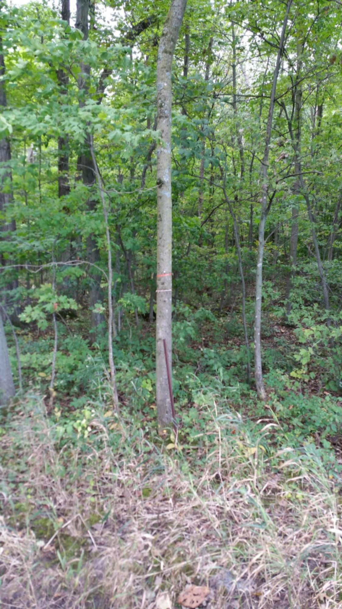 Sparks Road Belding, MI 48809 - Photo 6 of 6 2015-09-12 10.22.20