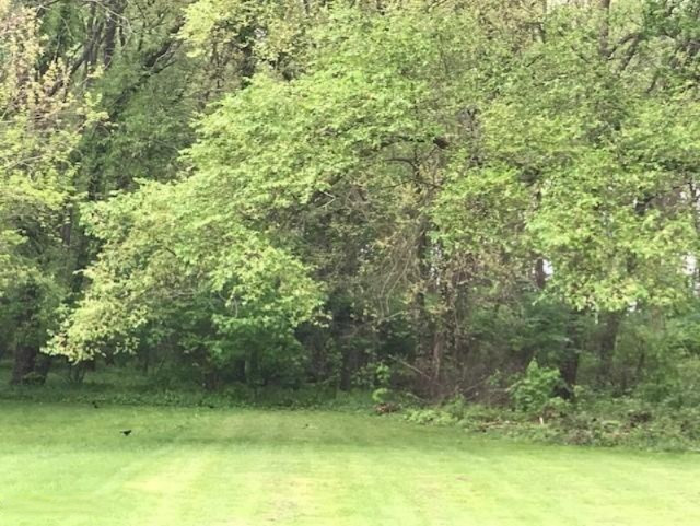 sunnyfield 1