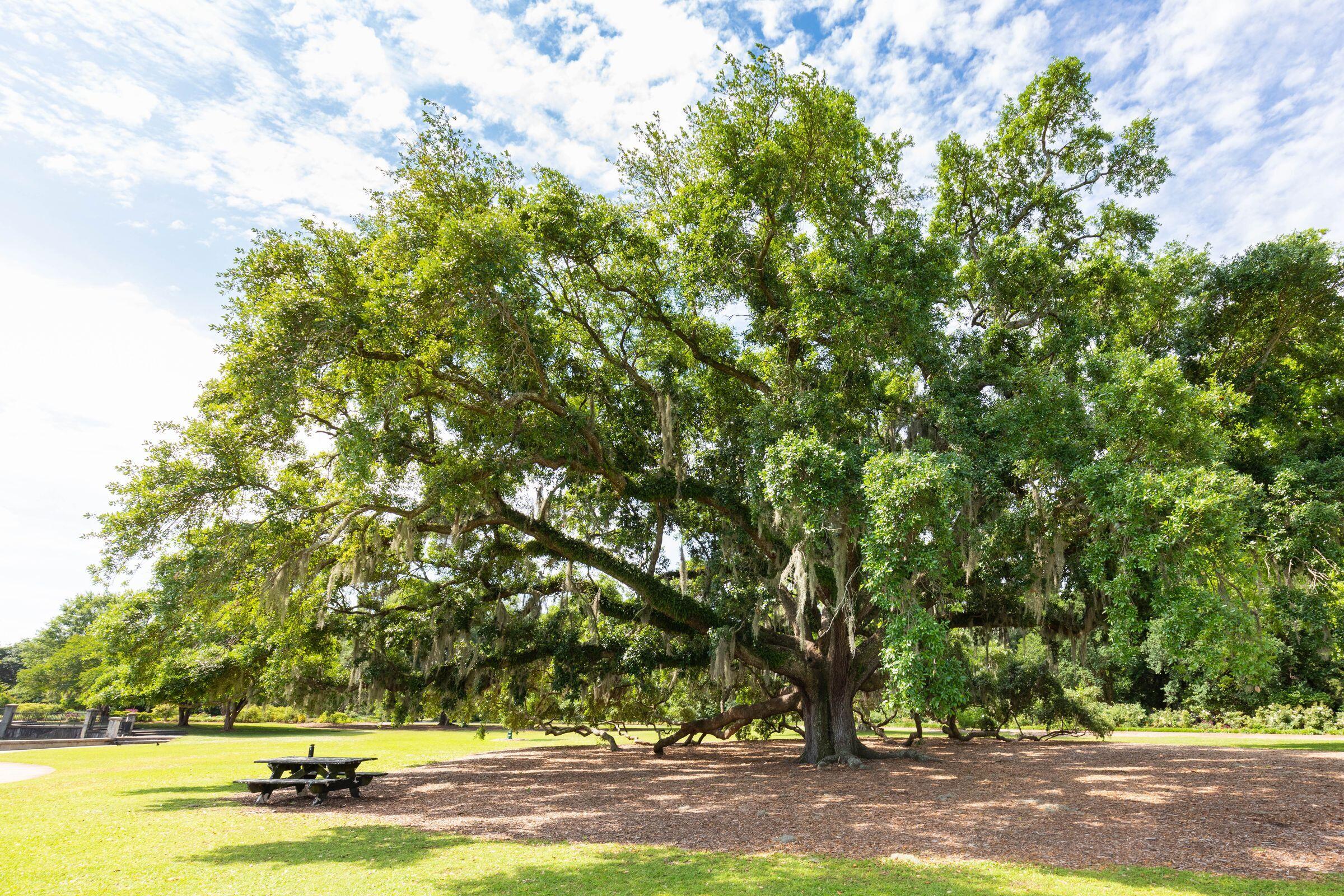 194 Fishburne Street Charleston, SC 29403 - Photo 39 of 50 DowntownStock-KeenEyeMarketing-037
