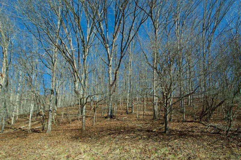 369 Lick Creek Road Meadow Bridge, WV 25976 - Photo 69 of 75 Gallery Image 69