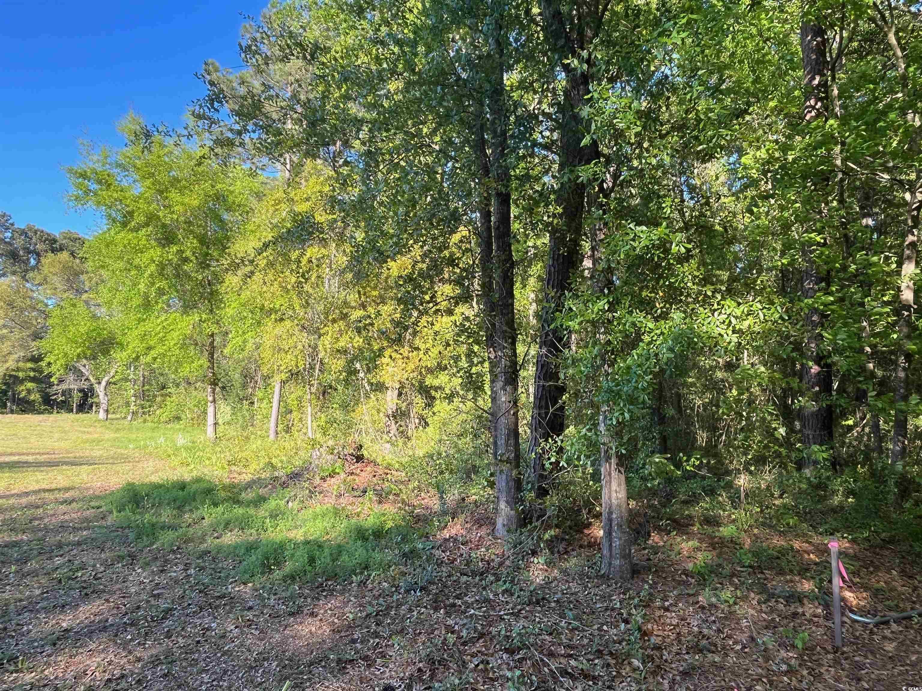 135 Ben Horry Trail Pawleys Island, SC 29585 - Photo 2 of 7 View of nature