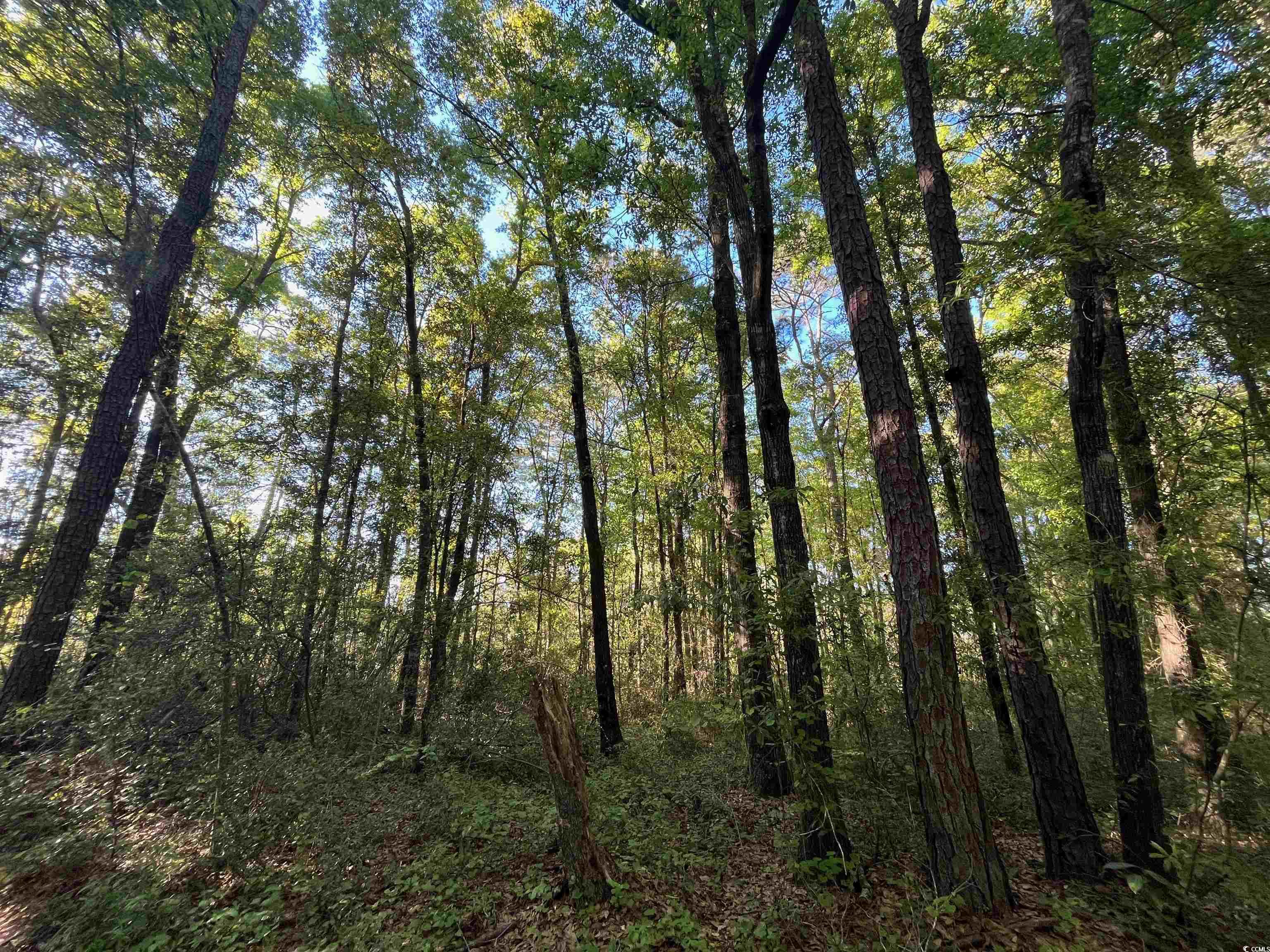 135 Ben Horry Trail Pawleys Island, SC 29585 - Photo 7 of 7 View of landscape
