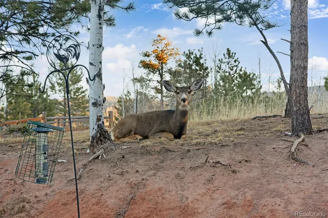 $625,000 | 1157 Ptarmigan Drive, Woodland Park, CO 80863