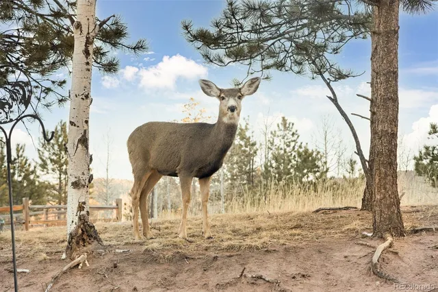 $625,000 | 1157 Ptarmigan Drive, Woodland Park, CO 80863