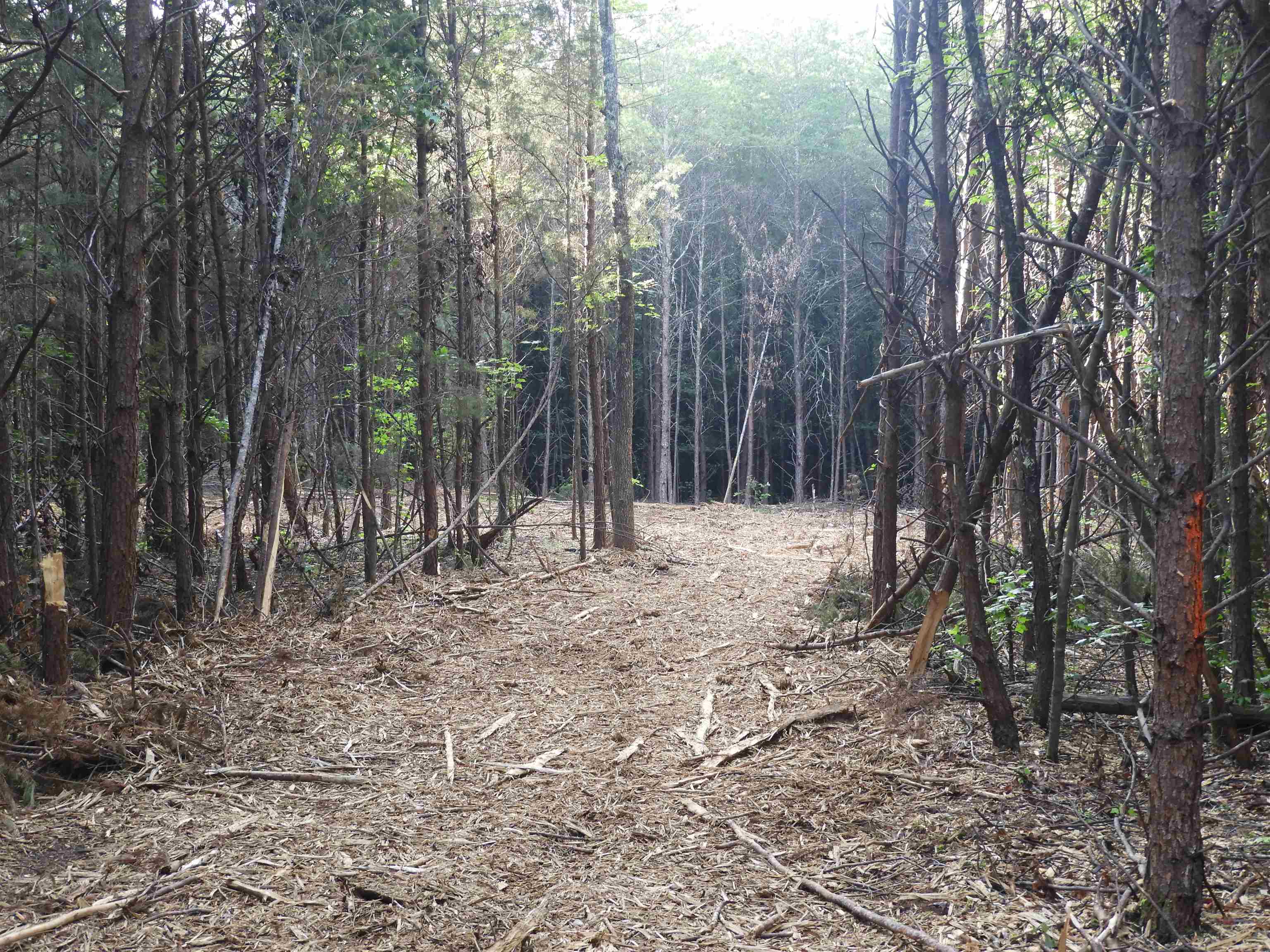 2109-tract D 2109-tract D Riddle Road Pauline, SC 29374 - Photo 38 of 42