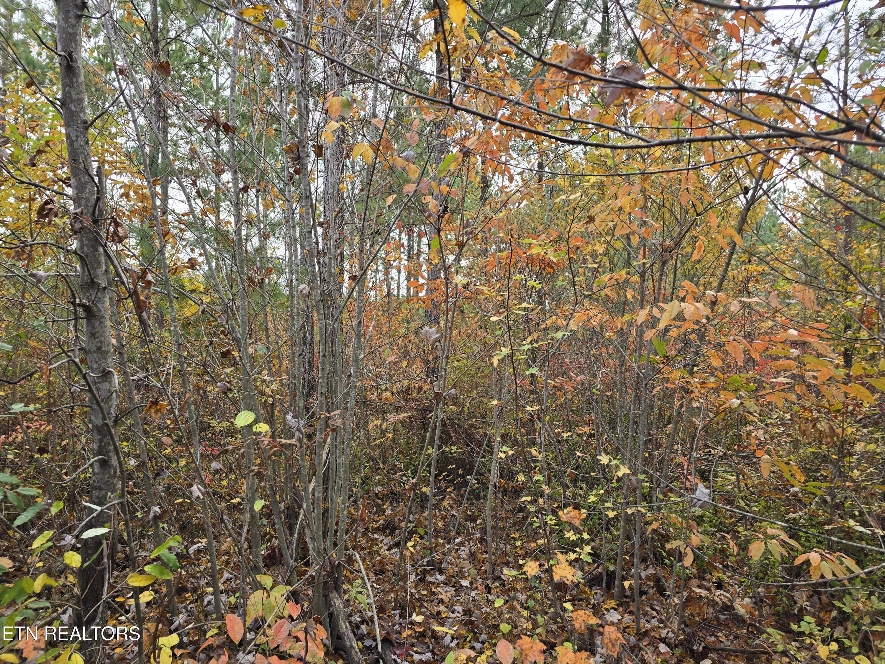 Lot 6 West Robbins Road Robbins, TN 37852 - Photo 7 of 10 Lot 6 Holly Woods (8)