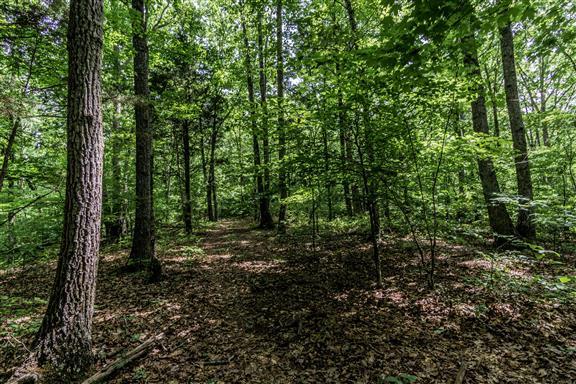 705 West Beaverdam Road Centerville, TN 37033 - Photo 11 of 13 Gallery Image 11