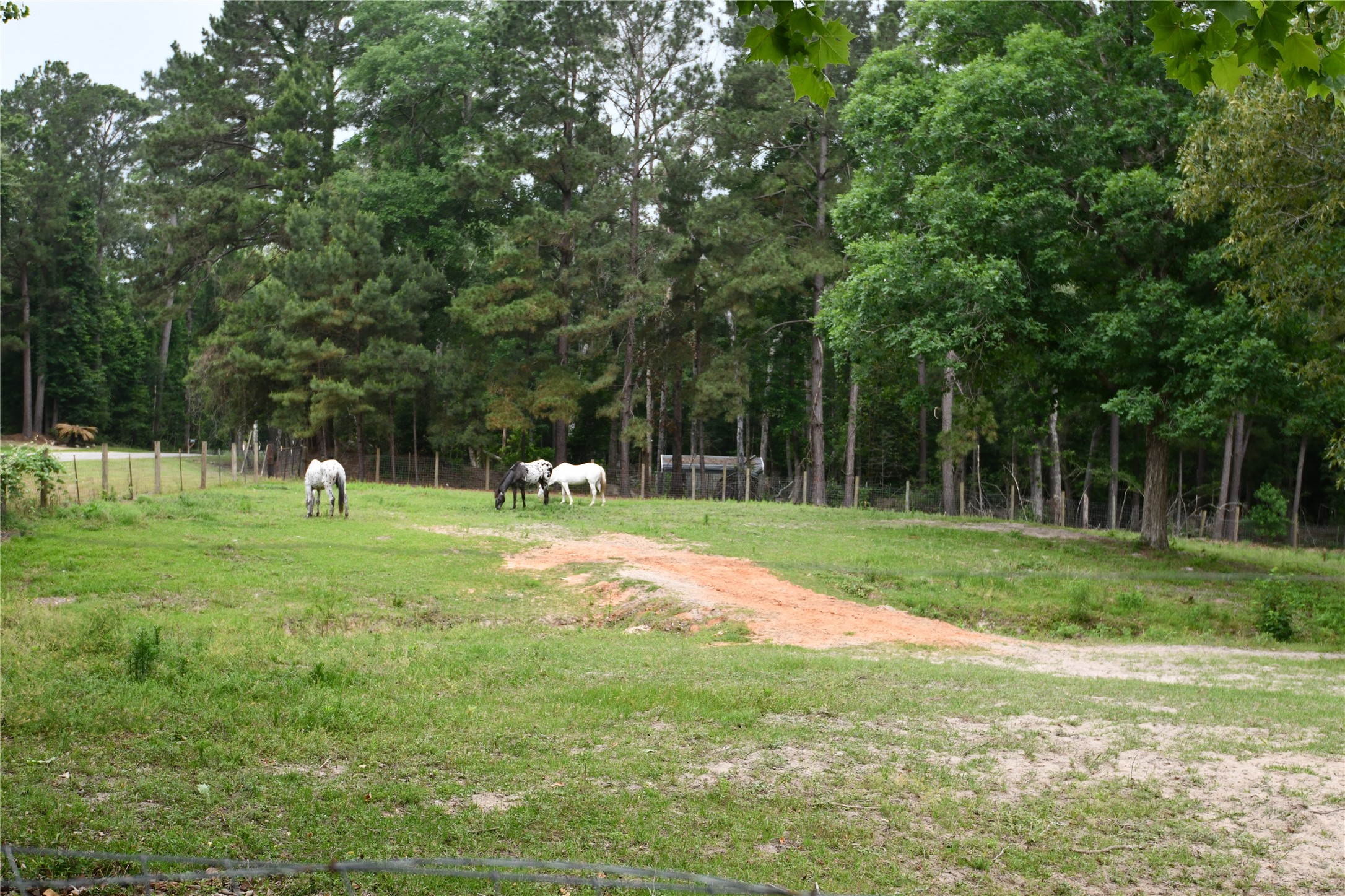 101 Pinewood Drive Shepherd, TX 77371 - Photo 4 of 37 Front Pasture Area