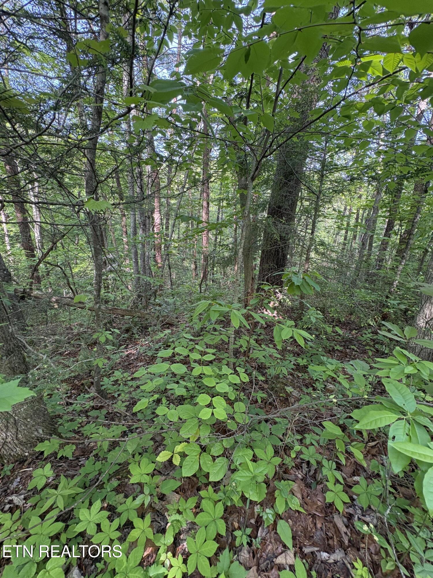Lot 6 Walnut Flats Road Walland, TN 37886 - Photo 5 of 11 IMG_3932