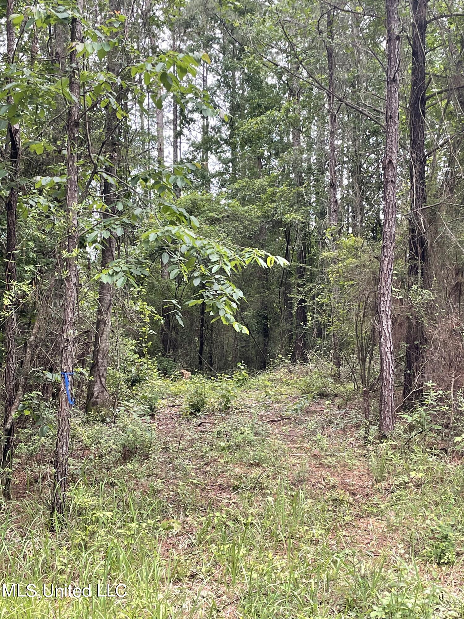 261 Music Mountain Road Lucedale, MS 39452 - Photo 3 of 6 A126085D-F916-41F7-BA11-9022836A155B