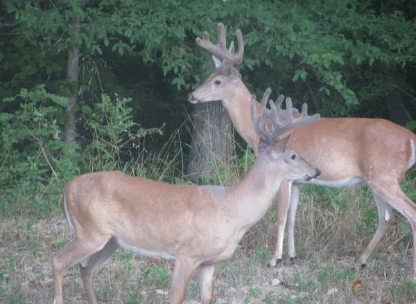 $377,398 | 1423 Pack Road, White Bluff, TN 37187