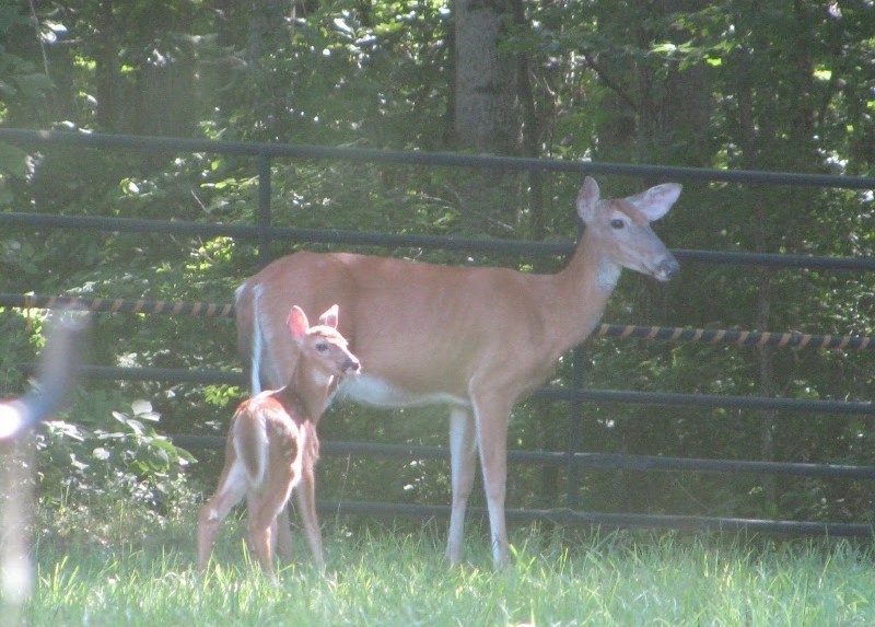 1423 Pack Road White Bluff, TN 37187 - Photo 44 of 50 a lake view with a lake view