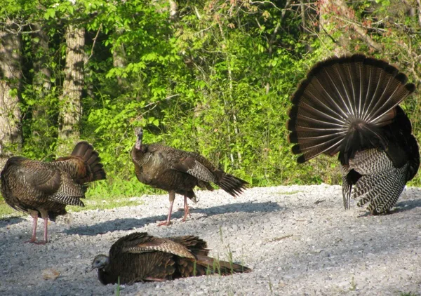 $377,398 | 1423 Pack Road, White Bluff, TN 37187