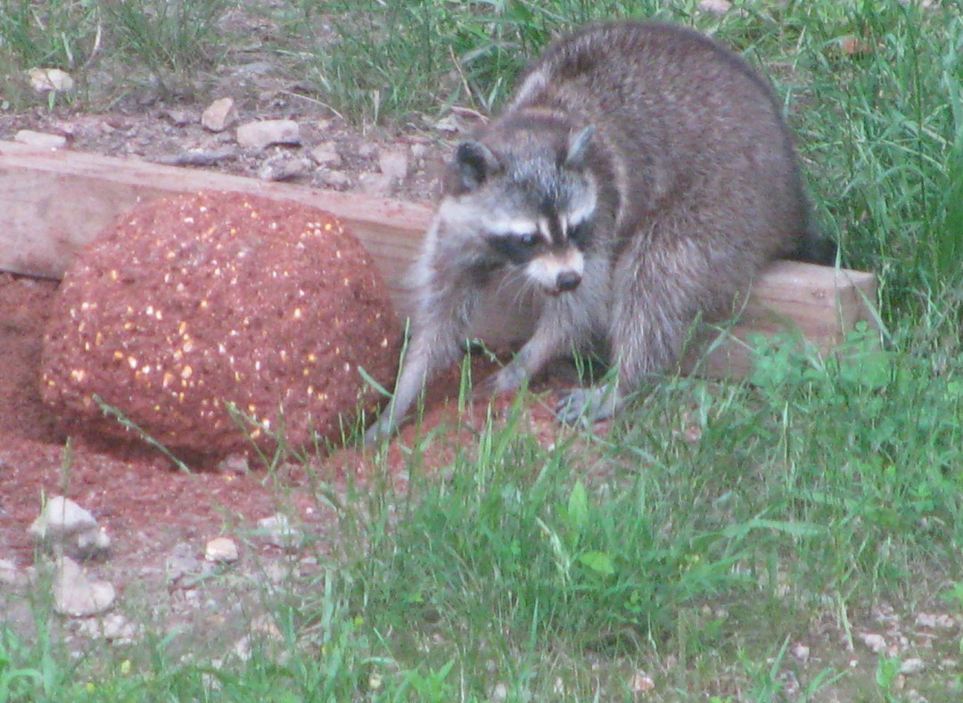 1423 Pack Road White Bluff, TN 37187 - Photo 49 of 50 a view of an outdoor space and a yard
