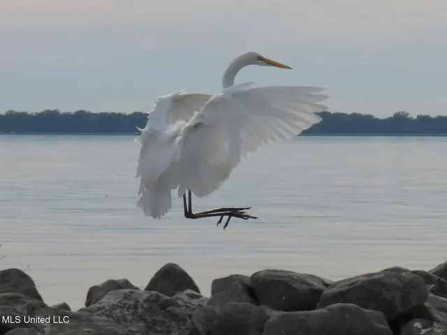 $1,100,000 | 611 Osprey Cove, Brandon, MS 39047