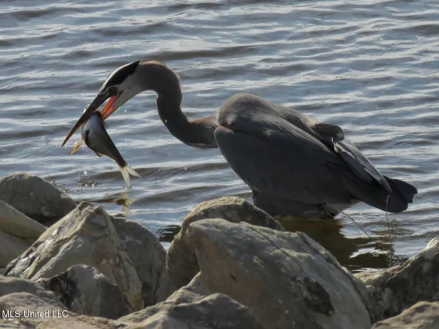 $1,100,000 | 611 Osprey Cove, Brandon, MS 39047