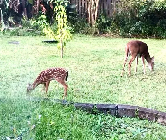 $590,000 | 10662 Crystal Springs Court, Orlando, FL 32825