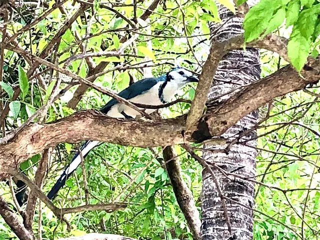 $590,000 | 10662 Crystal Springs Court, Orlando, FL 32825