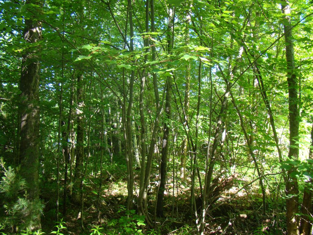 L/o North Groton Road Rumney, NH 03266 - Photo 2 of 7