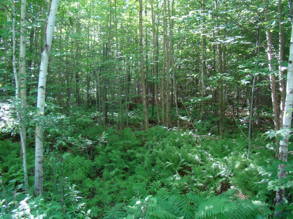 L/o North Groton Road Rumney, NH 03266 - Photo 3 of 7