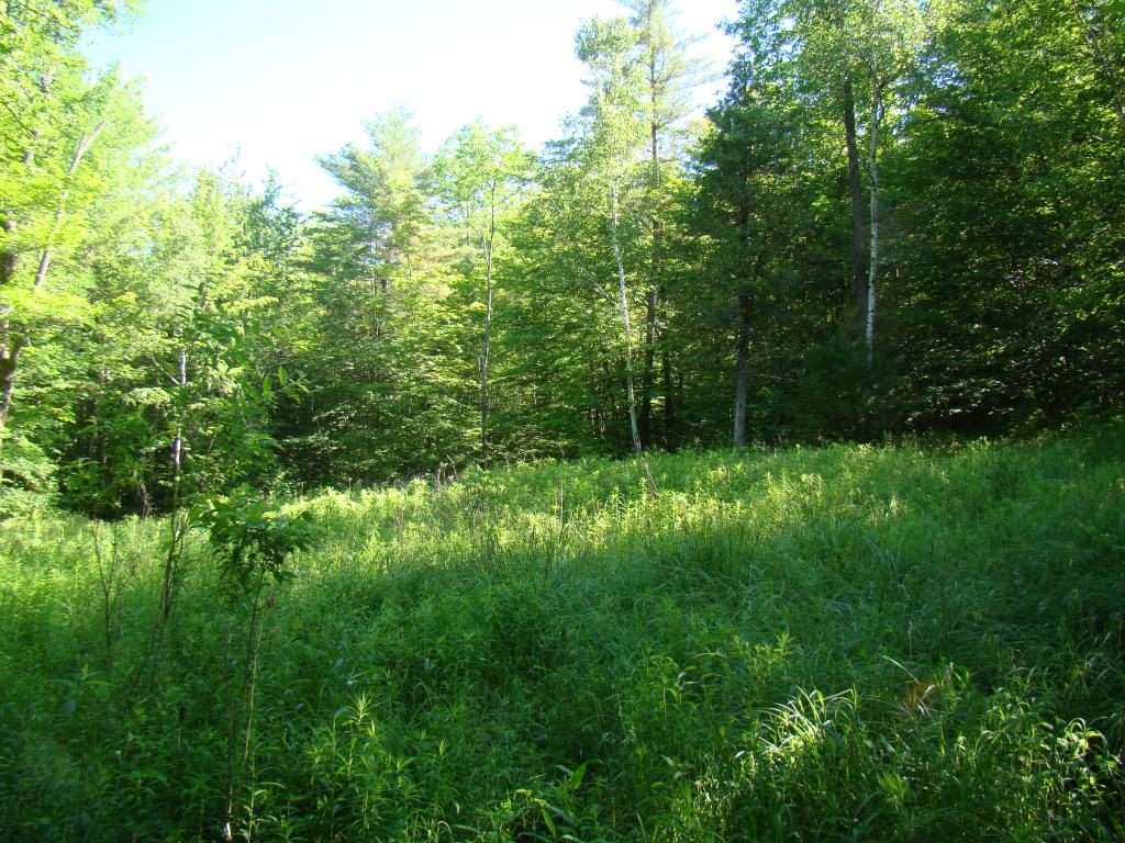 L/o North Groton Road Rumney, NH 03266 - Photo 4 of 7