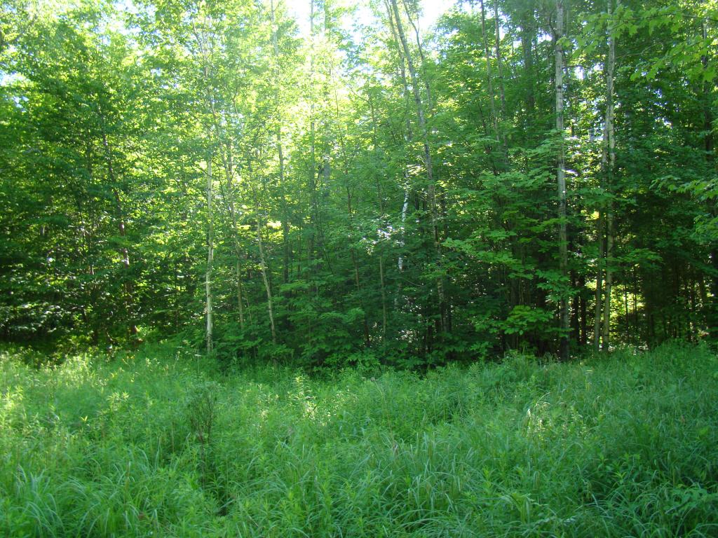 L/o North Groton Road Rumney, NH 03266 - Photo 7 of 7