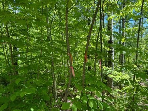 $75,000 | Map4-lot4b Conroy Road, Perham, ME 04766