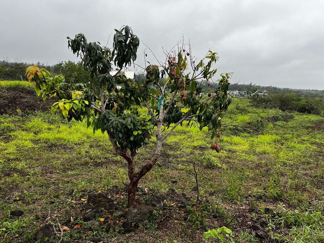 89-1368 Coffee Lots Road Captain Cook, HI 96704 - Photo 11 of 11 a view of a tree