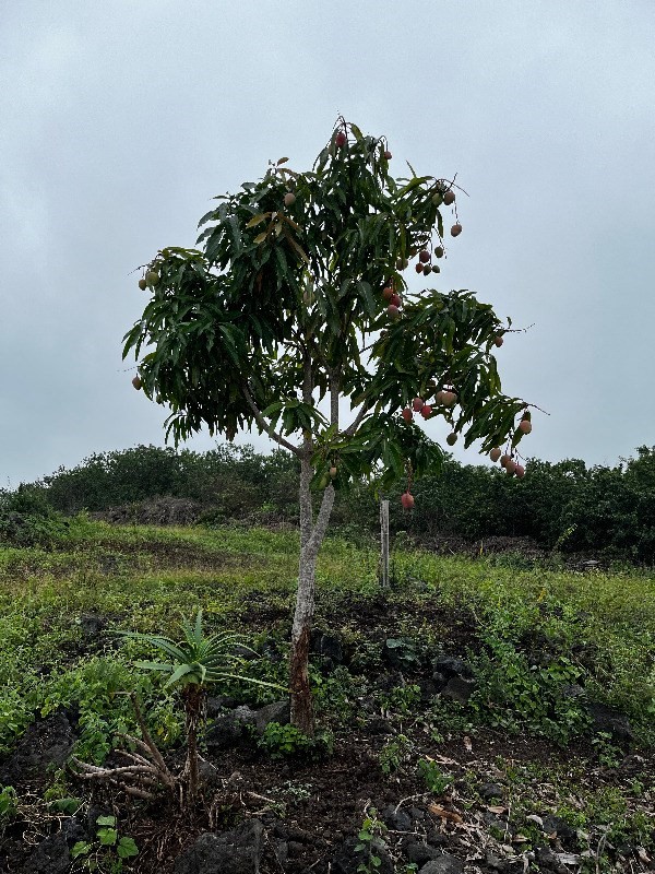 89-1368 Coffee Lots Road Captain Cook, HI 96704 - Photo 10 of 11 a view of a garden with a lake