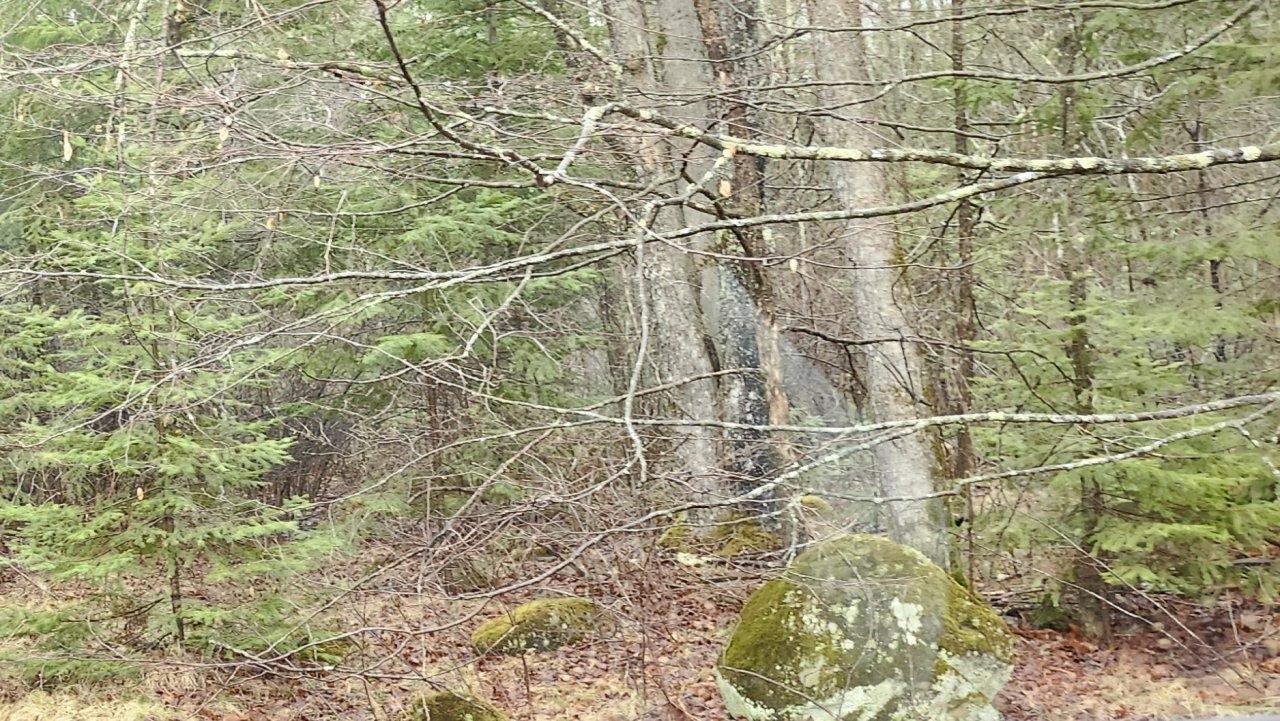 On West Indian Way Road, Unit 1 54 ACRES Winter, WI 54896 - Photo 2 of 4 Gallery Image 2