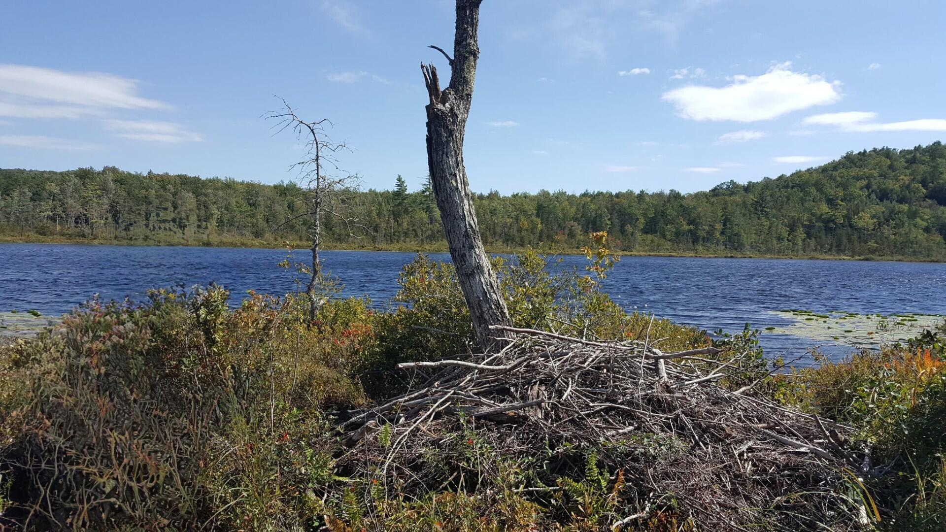 99 Parker Pond Road Jay, ME 04239 - Photo 5 of 9