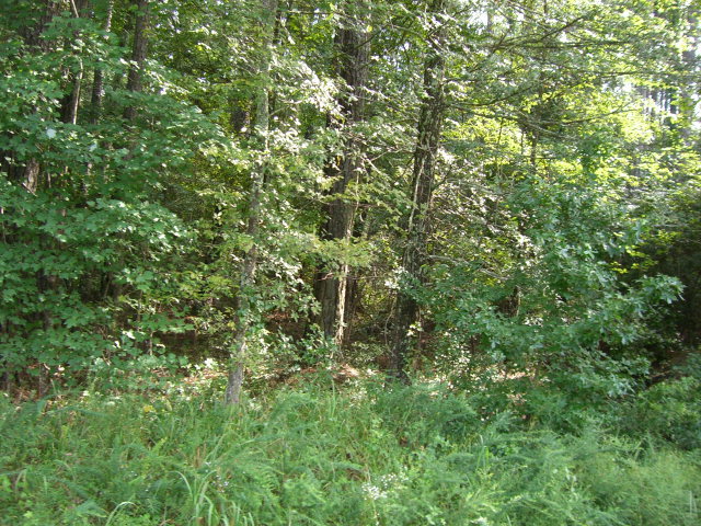a view of a lush green forest