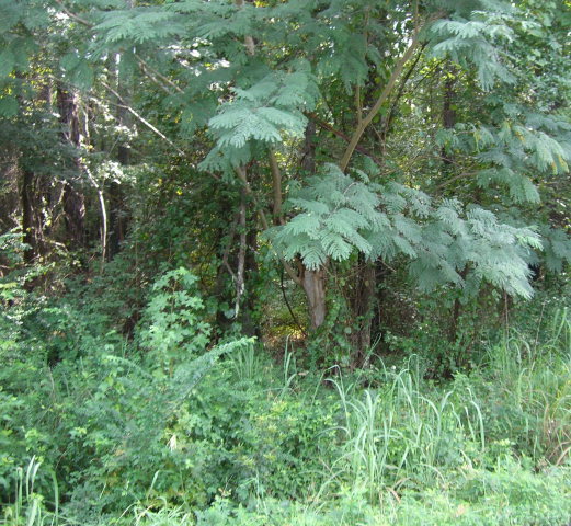 Lot 5 Morton Road Gray, GA 31032 - Photo 2 of 2 a view of a lush green forest