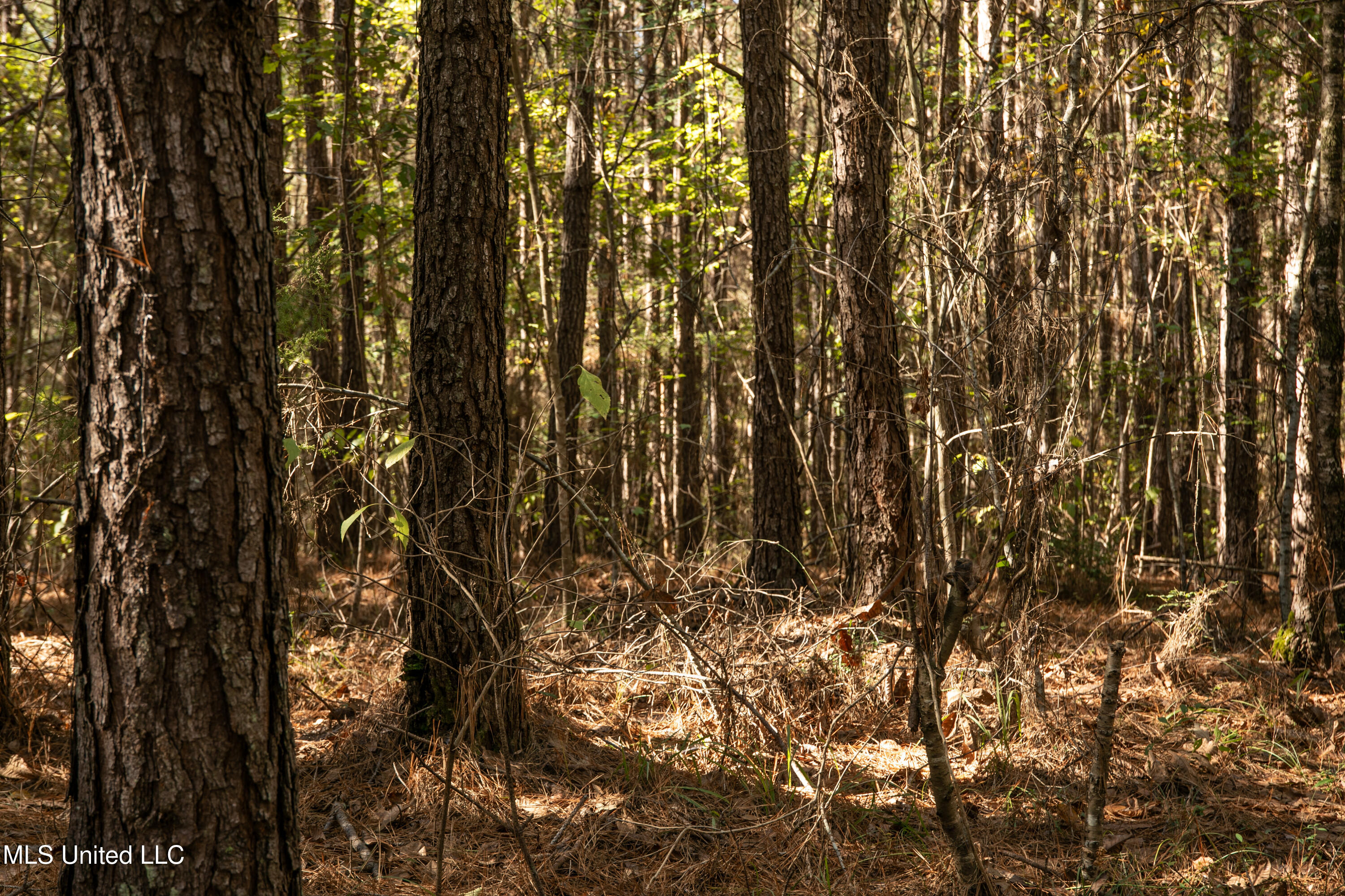 Union Road Hazlehurst, MS 39083 - Photo 11 of 29 copiah40-42